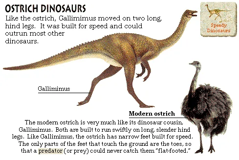 Ostrich Dinosaurs