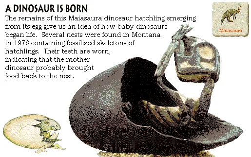 A Dinosaur Is Born
