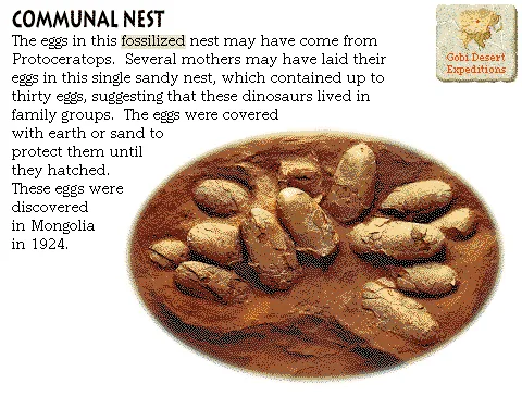 Communal Nest