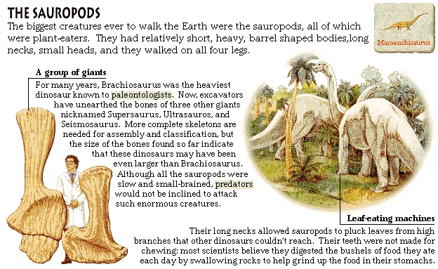 The Sauropods