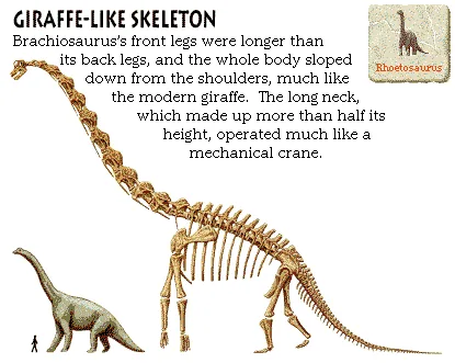 Giraffe-Like Skeleton