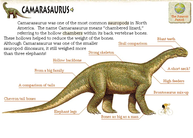 Camarasaurus