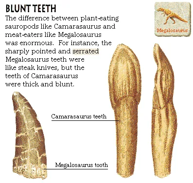 Blunt Teeth