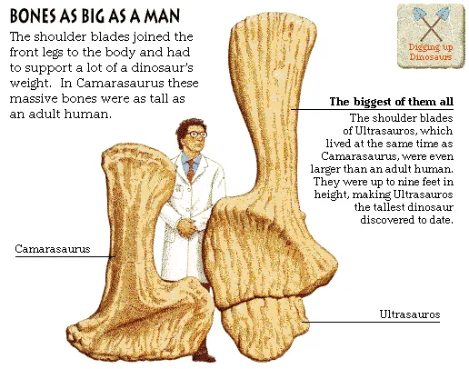 Bones as Big as a Man