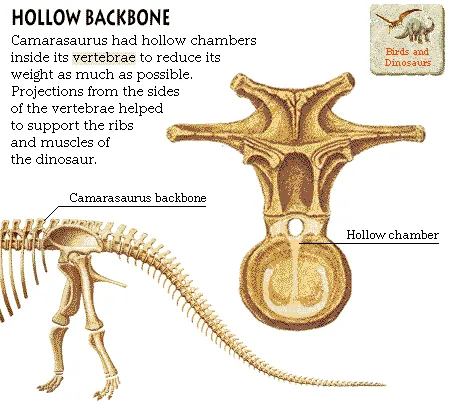 Hollow Backbone