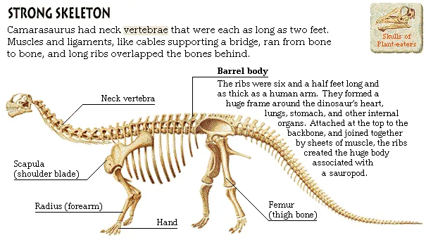 Strong Skeleton