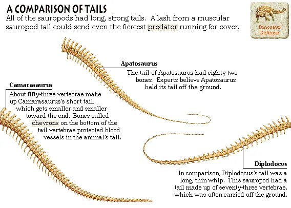A Comparison of Tails