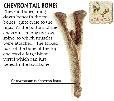 Chevron Tail Bones