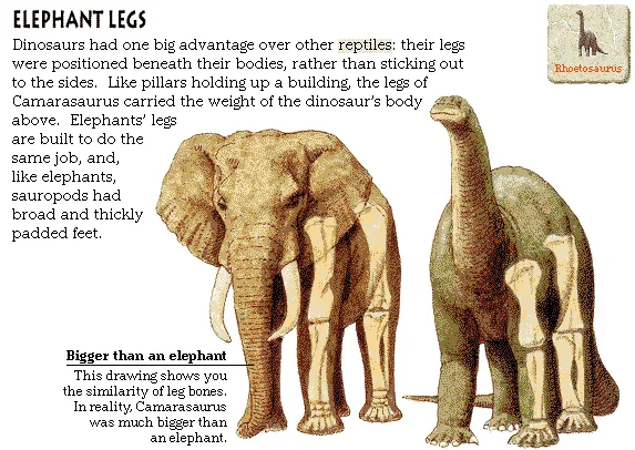 Elephant Legs