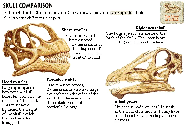 Skull Comparison