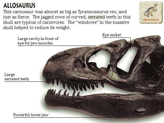 Allosaurus