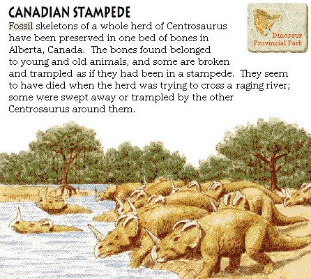 Canadian Stampede
