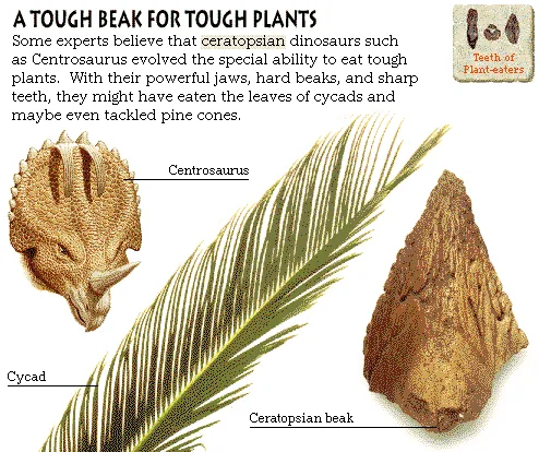 A Tough Beak for Tough Plants
