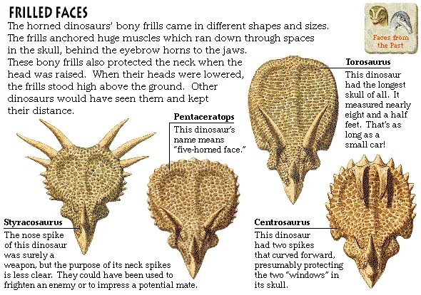 Frilled Faces