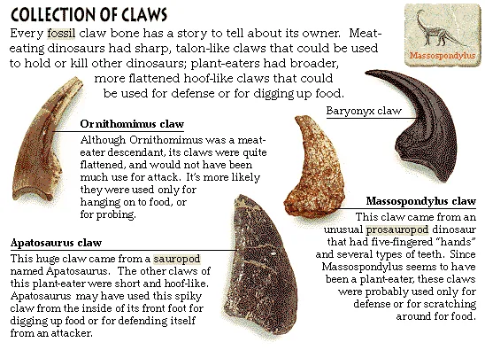 Collection of Claws