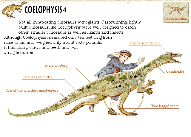 Coelophysis