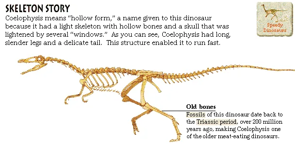 Skeleton Story