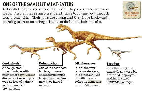 One of the Smallest Meat-Eaters