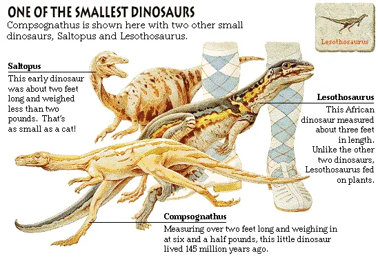 One of the Smallest Dinosaurs