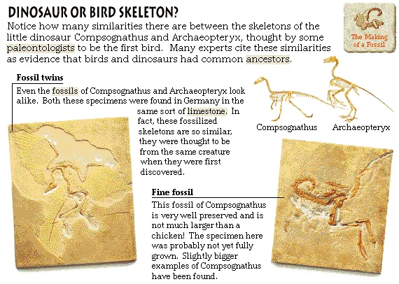 Dinosaur or Bird Skeleton?