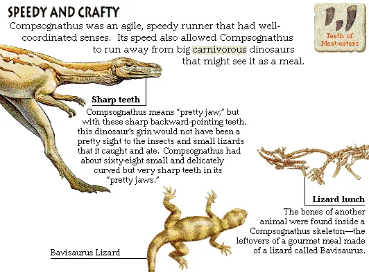 Speedy and Crafty