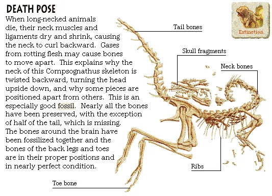 Death Pose