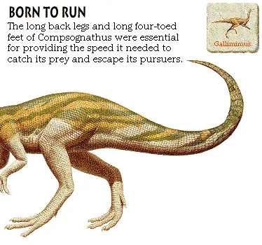 Born to Run