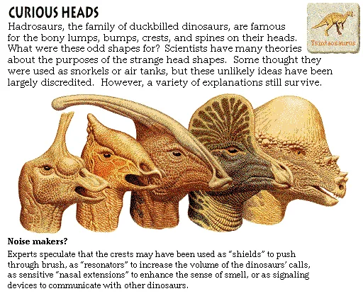 Curious Heads