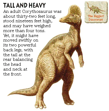 Tall and Heavy