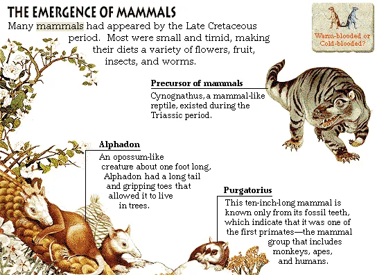 The Emergence of Mammals