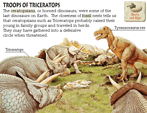 Troops of Triceratops