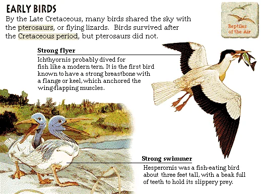 Early Birds