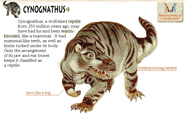 Cynognathus