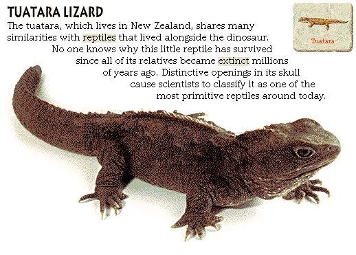 Tuatara Lizard