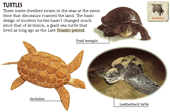 Turtles