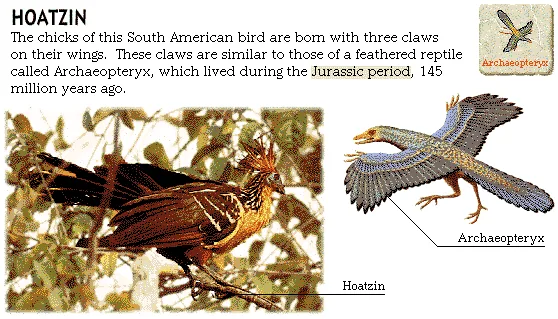 Hoatzin