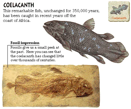 Coelacanth