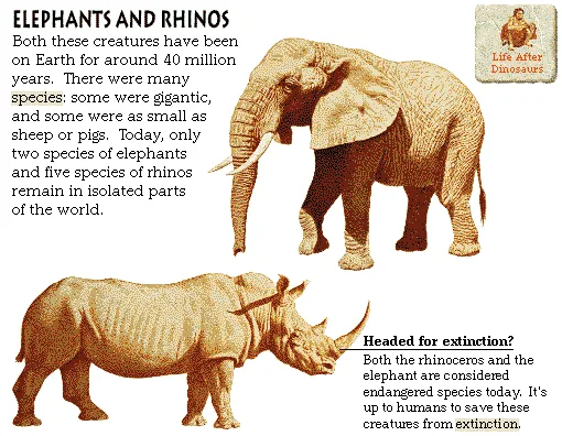 Elephants and Rhinos
