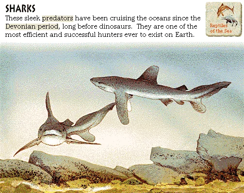 Sharks