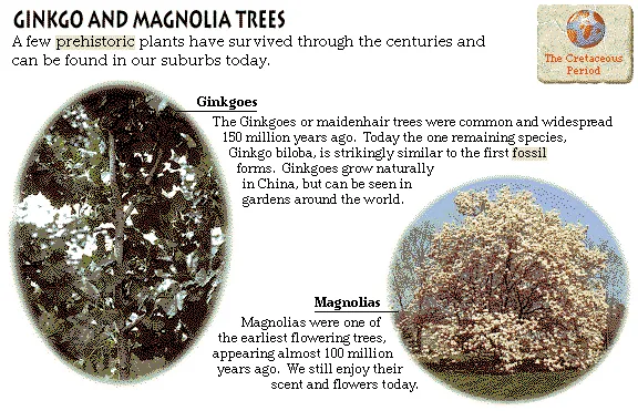 Ginkgo and Magnolia Trees