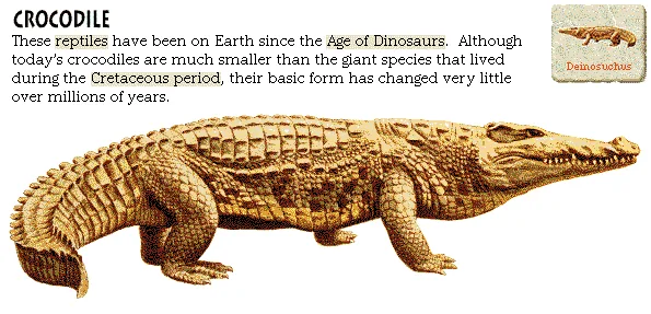 Crocodile
