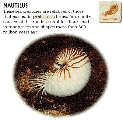 Nautilus