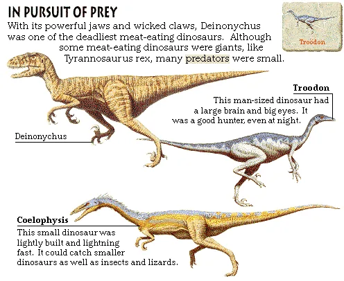 In Pursuit of Prey