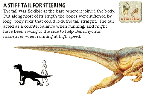 A Stiff Tail for Steering
