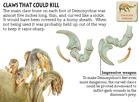 Claws That Could Kill