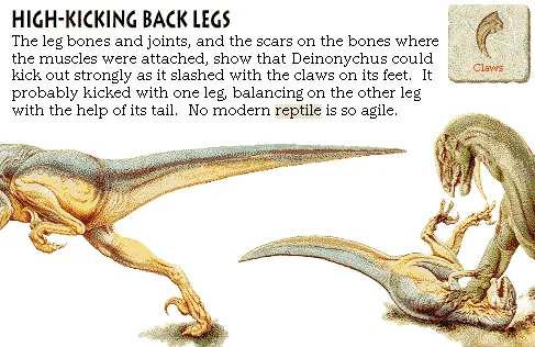High-Kicking Back Legs