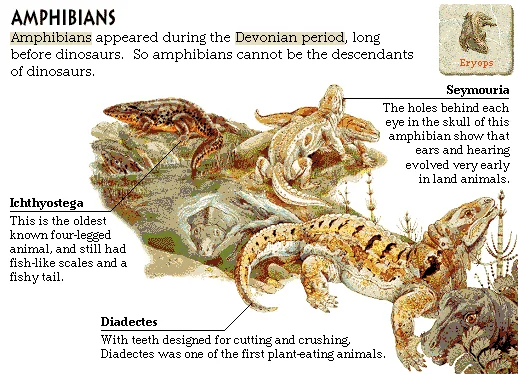 Amphibians
