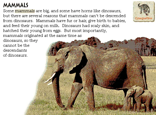 Mammals