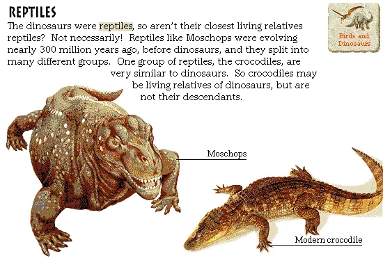 Reptiles
