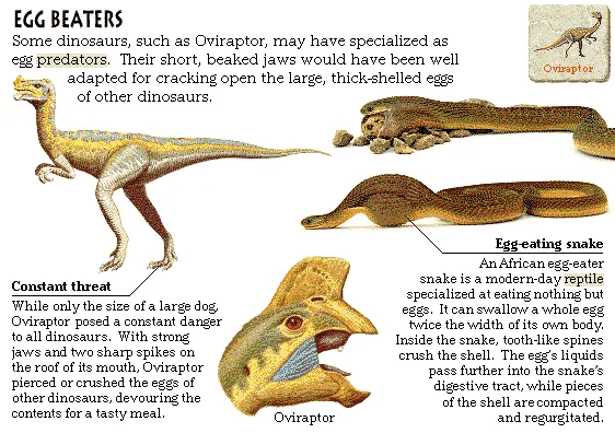 Egg Beaters